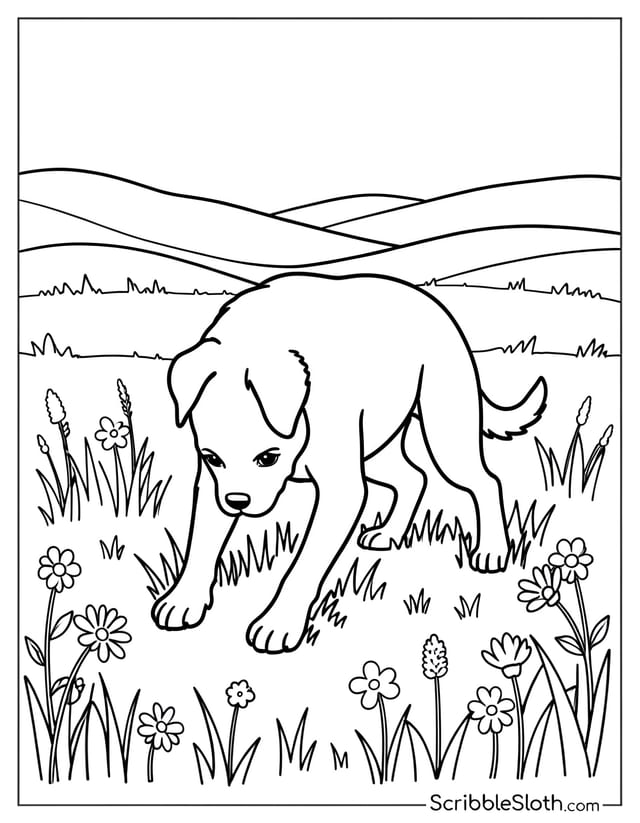 Dog Crouching in Meadow