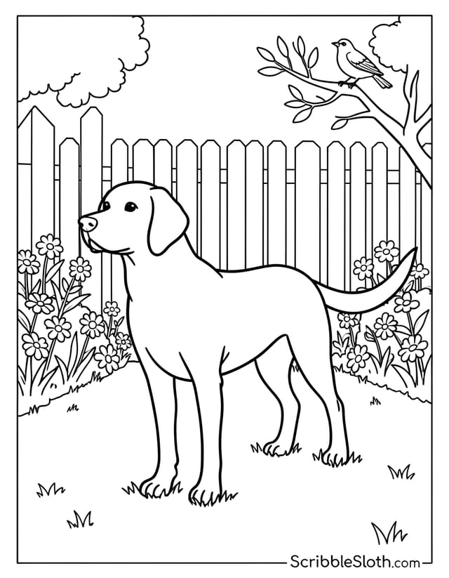 Dog Standing in Backyard Garden